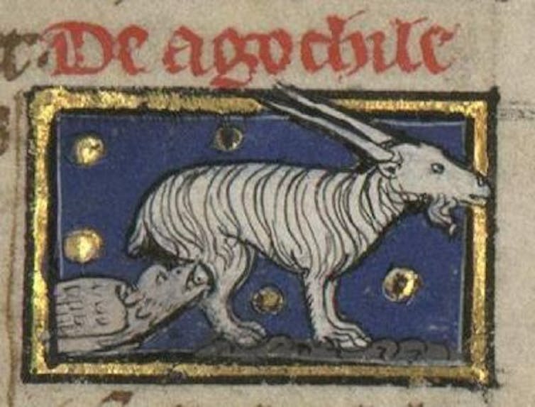 illustration of a bird drinking from a goat’s udder